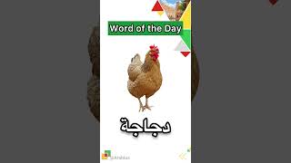 Learn Arabic with Arabius  Hen arabic saudiarabia learnarabic arabiclanguage animals nature [upl. by Drain625]