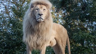 LE CTRI OFFRE UN PARC ANIMALIER AUX GABONAIS [upl. by Anos582]