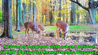 Whitetail deer fawn died from EHD Epizootic Hemorrhagic Disease in my back yard [upl. by Millur]