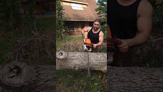 Stihl MS391 Devouring Post Oak stihl chainsaw forestry powertools husqvarna firewood [upl. by Leuneb454]