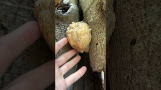 How to find and harvest Bear’s Head Tooth Hericium americanum on Beech [upl. by Ryter647]