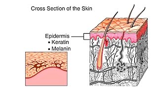 How The Skin Works Animation  Structure and Function of the Human Skin Video  Skin Layers Anatomy [upl. by Lemay720]