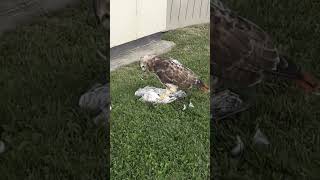 صقر الشاهين يفترس نورساً The peregrine falcon preying on a gull [upl. by Wanda]