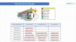 Optician Training The Extra Ocular Muscles Ocular Anatomy Lecture 16 [upl. by Hampton349]