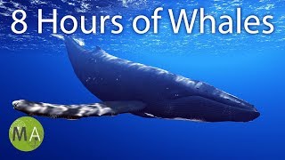 8 Hours of Whale Sounds Deep Underwater for Sleep and Relaxation [upl. by Ortrud]