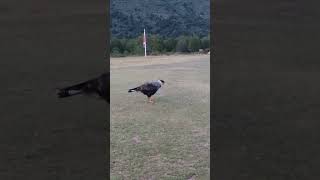 Carancho en la Patagonia Camping DicksonTrekking Circuito Torres del Paine [upl. by Wang]