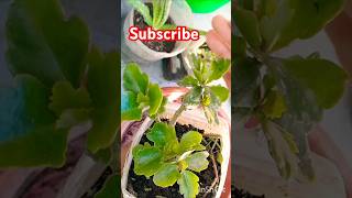 Care  propagation of kalanchoe plant flower plant winter seasonyoutubeshorts [upl. by Chil]