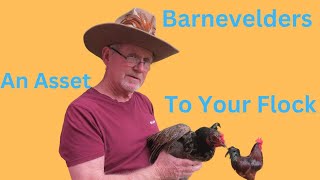 The Barnevelder ChickenAn Asset To Your Flock [upl. by Mateusz]