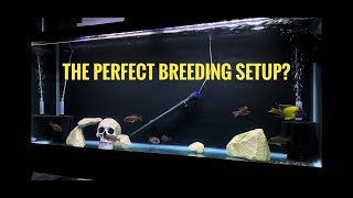 BREEDING AFRICAN CICHLIDS  Fish Room TourTANK 1 Blue Neon Breeding Group [upl. by Nivrehs520]