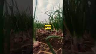 कांदा 👳👑  agriculture farming kisan शेतकरी शेतकरीbrand [upl. by Norling664]