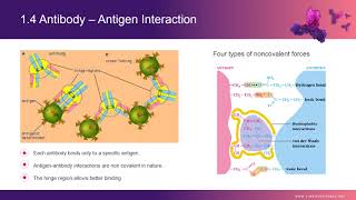 Recombinant Antibody Overview I — Creative Biolabs [upl. by Ramunni]