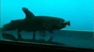 Black Wolf Fish eats crayfish whole [upl. by Blackman495]