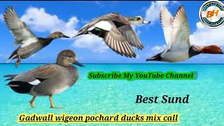 Gadwall wigeon pochard ducks mix call Birds Calling Best Voice BestHunters [upl. by Dleifniw]