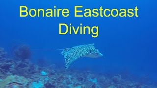 Bonaire Eastcoast Diving  GoPro [upl. by Enomal]