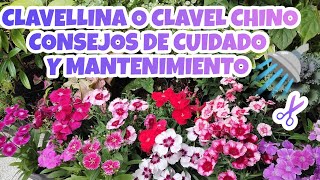 CLAVELLINAS O CLAVEL CHINA CLAVES PARA TENERLOS SIEMPRE HERMOSOS 😍👌 §LIZZ Y SU VIVERO [upl. by Erdnael]