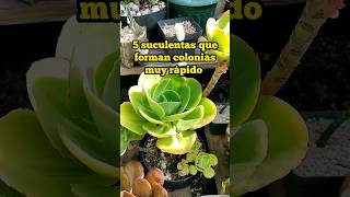 Top 5 Suculentas que se reproducen muy rápido plants youtubeshorts viralvideo [upl. by Sloatman]