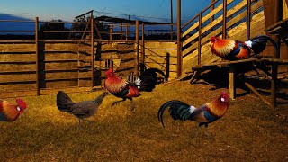 CHICKEN FARMING FOREST CHICKENS BREED ON FARM PRODUCING BEAUTIFUL CHICKS wild chicken jungle fowl [upl. by Ut]