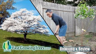 White Dogwood Tree from FastGrowingTreescom  Order Plant Review [upl. by Hgielyk]