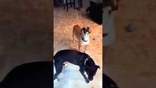 Well behaved dogs when entering a house [upl. by Sullivan]