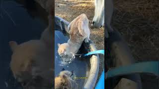 “This Cat Keeps Getting Fooled by a Horse😹😹😹cat catlover funnyvideos foryou catsHorse [upl. by Canica]