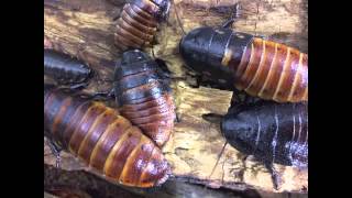 Animal Bytes  Madagascar Hissing Cockroach [upl. by Ahsenet357]