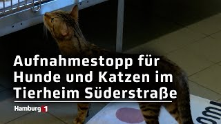 Tierheim Süderstraße verkündet Aufnahmestopp [upl. by Tisdale]