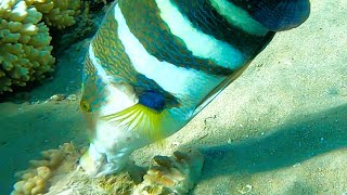 Découvrez la grâce et la beauté du Tamarin Hemigymnus melapterus lors dune nage de 2 minutes [upl. by Ricard]