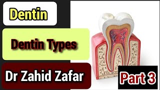 Part 3 Dentin Types of Dentin  typesofdentintypesdentin [upl. by Narud]