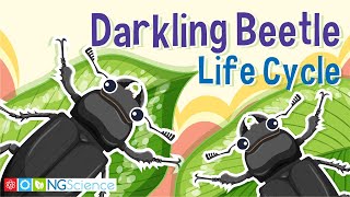 Darkling Beetle Mealworm Life Cycle [upl. by Franky]