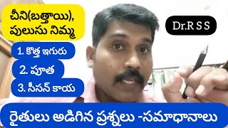 కొత్త ఇగురు పూత సీసన్ కాయ  చీనిబత్తాయినిమ్మ రైతులు అడిగిన ప్రశ్నలు సమాధానాలుBy Dr RSS [upl. by Edouard]