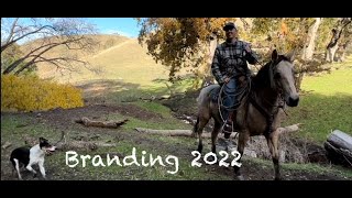 Cattle Branding 2022 [upl. by Baggs]