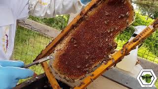 INI Beekeepers Nairobi Train the Trainer  apis scutellata [upl. by Sherj767]