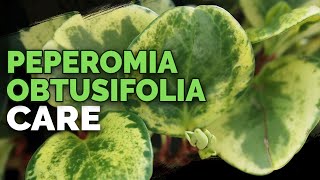 8 Peperomia Obtusifolia Care Tips and Tricks [upl. by Wayne]