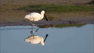 Eurasian Spoonbill Platalea leucorodia [upl. by Hgielrahc]