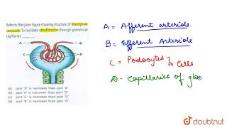 Refer to the given figure showing structure of Malpighian corpuscle To facilitate ultrafiltration [upl. by Marella746]