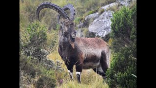 ሰሜን ብሔራዊ ፓርክ  Semien National Park Ethiopia [upl. by Susan]