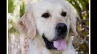 Video Homenaje a Pipo Golden Retriever de La Solana [upl. by Ahsinra]