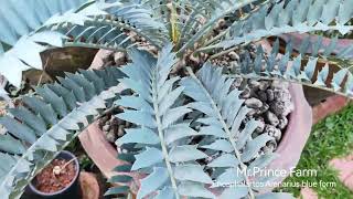 Encephalartos arenarius blue form high quality [upl. by Perice]