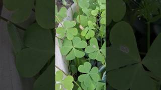 oxalis plant kese lagaye  how to grow oxalis plant shortsfeed [upl. by Eilesor854]