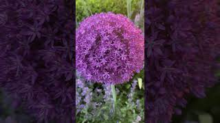 Alliums are amazing Bees are drawn to their stunning pompomshaped flowers allium flowers spring [upl. by Christensen902]