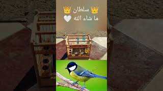 👑 سلطان 👑 تغريد طائر القرقف الحدادChant de ma 🍀 Mésange Charbonnière [upl. by Natsrik]