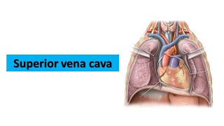 Superior vena cava Prof Ashfaqur Rahman [upl. by Bambi]