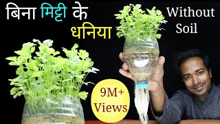 How to grow coriander at home without soil  Grow coriander or Dhaniya in Pot [upl. by Hakkeber628]