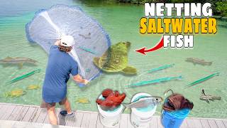 Netting Tons of FISH For My SALTWATER POND amp ANGLER FISH Aquarium [upl. by Reiniar618]