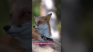 cutebabyfox cutebabyfox cute baby fox [upl. by Aileen987]