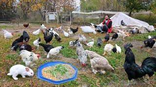 Effective Feed Recipe for Raising Organic Chickens  My Rabbit Gave Birth  Farm Chores  Poultry [upl. by Noelc]