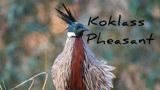 koklass Pheasant morning calling [upl. by Gadmon172]