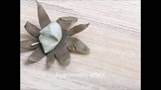 Hygrometric effect with geastrum kotlabae [upl. by Nareht]