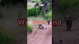 Hyna chased leopard  yt shots wildlife animals wildanimals [upl. by Aihsemaj]