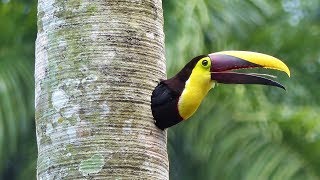 Yellowthroated Toucan Nesting HD [upl. by Aramen924]